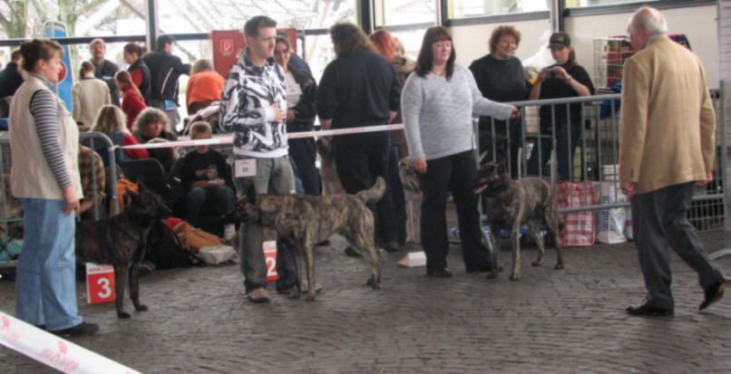 Internationale Hundesaustellung M�nchen 03.03.2007-Von Links nach rechts: der Drittplatzierte Harry Potter Qalt Mercator, die Zweiten Whisper und Patrik, die Gewinner Whispers Bruder Sky und Silke, der Richter Uwe Fischer