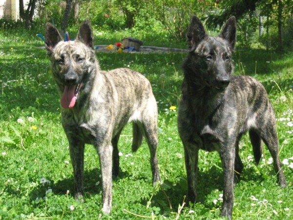 Amy (Brindlake's Amy-Kay) und Kaylee (Dark' Un's Elf-Bloem)